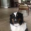 aussiemom179